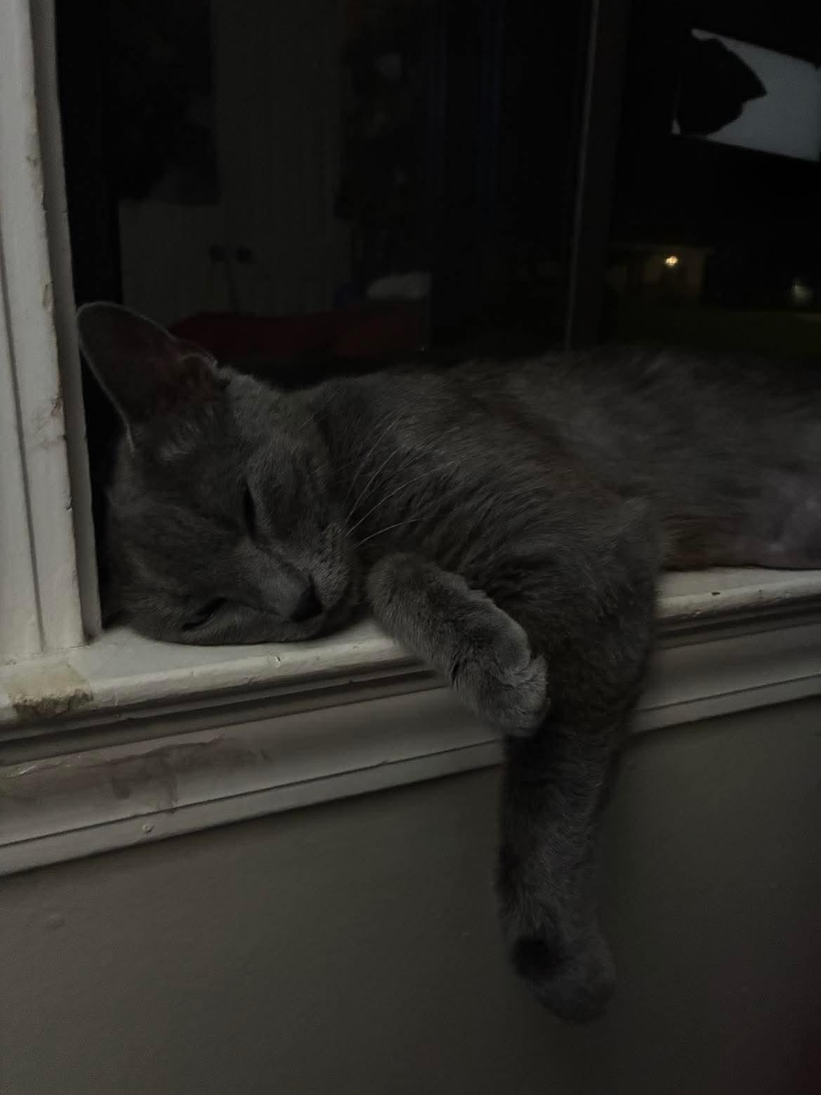 Enlarge Willow Dark Gray Beauty (Brittney-fostered in TN), a Adoptable mixed breed in Brooklyn, CT image 3/5