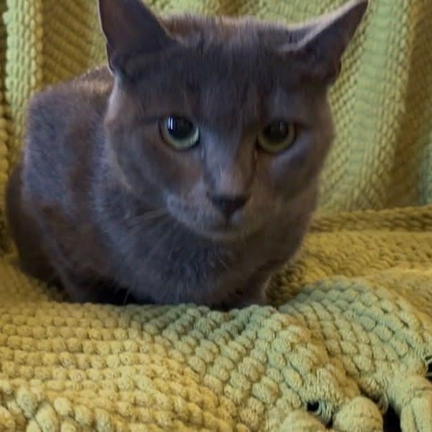 Enlarge Willow Dark Gray Beauty (Brittney-fostered in TN), a Adoptable mixed breed in Brooklyn, CT image 5/5