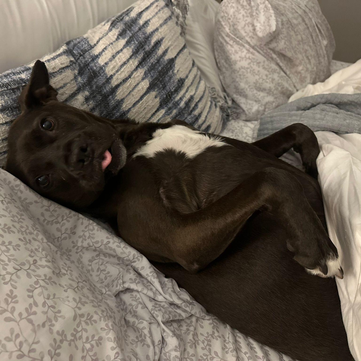 Tex, Adult Female Labrador Retriever