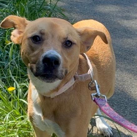 Rylee, Adoptable, Adult Female Mixed Breed.
