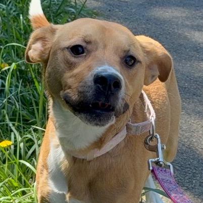 Enlarge Rylee, a Adoptable Mixed Breed in Newport, TN image 2/3