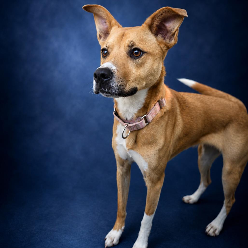 Rylee, a Adoptable Mixed Breed in Newport, TN image 3/6