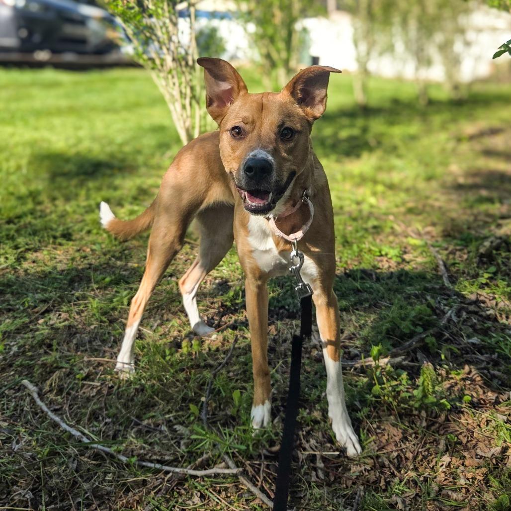 Enlarge Rylee, a Adoptable Mixed Breed in Newport, TN image 3/3