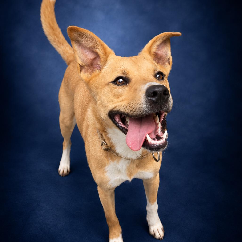 Rylee, a Adoptable Mixed Breed in Newport, TN image 5/6