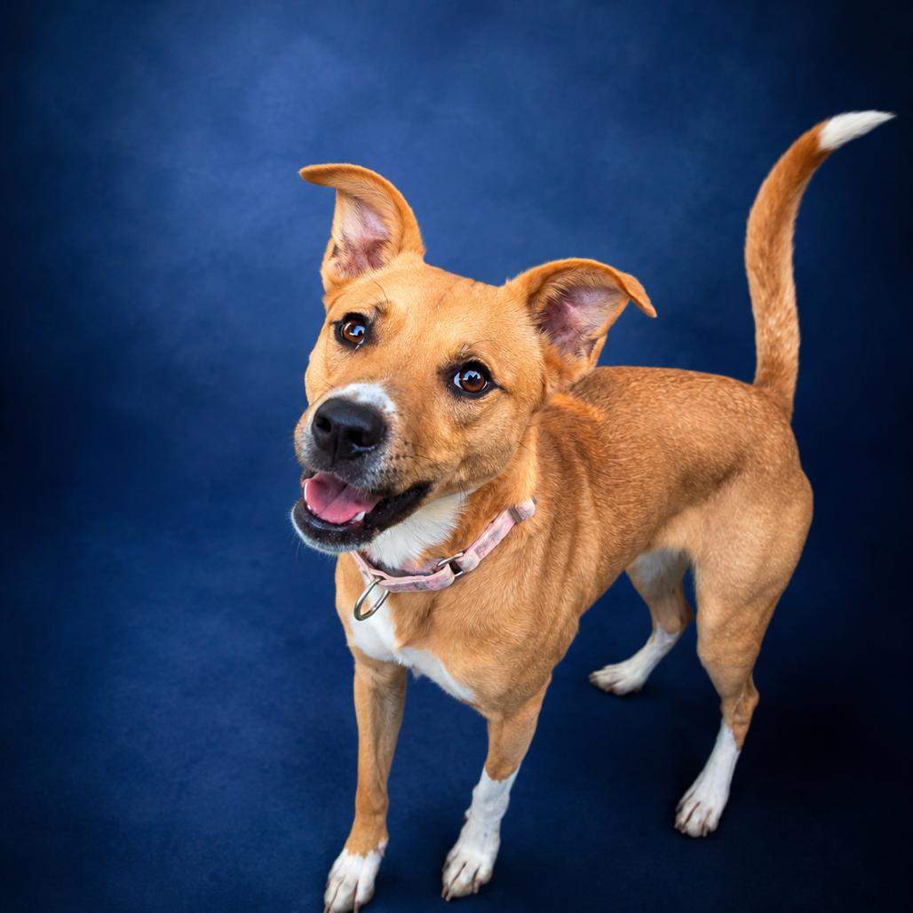 Rylee, a Adoptable Mixed Breed in Newport, TN image 6/6