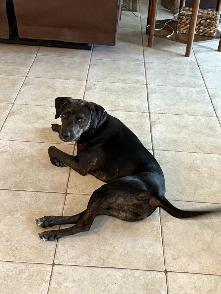 Enlarge Stella, a Adoptable mixed breed in Orlando, FL image 1/4