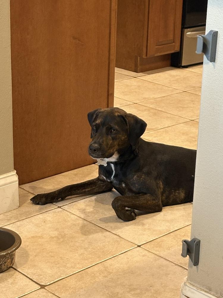 Enlarge Stella, a Adoptable mixed breed in Orlando, FL image 2/4