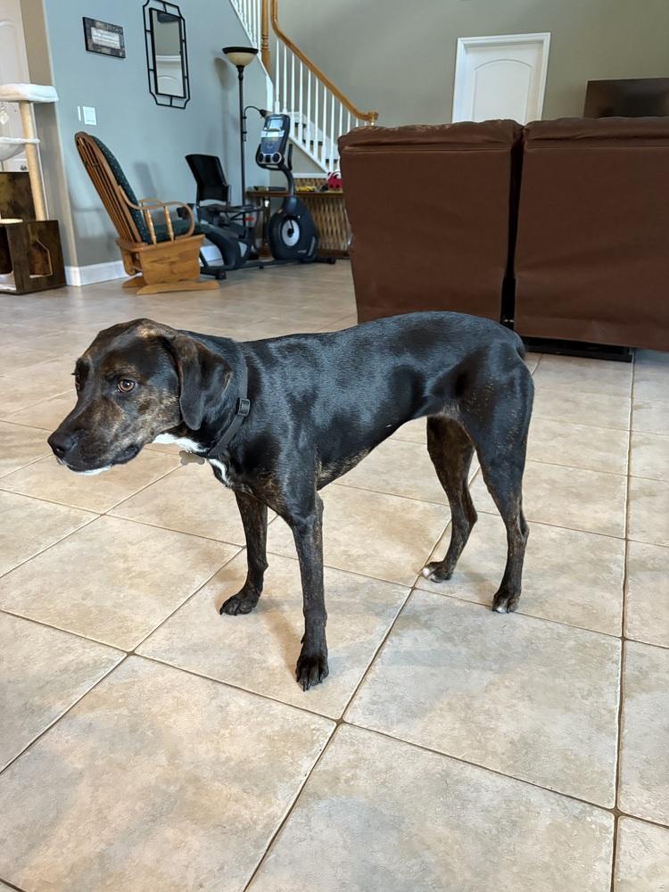 Enlarge Stella, a Adoptable mixed breed in Orlando, FL image 3/4