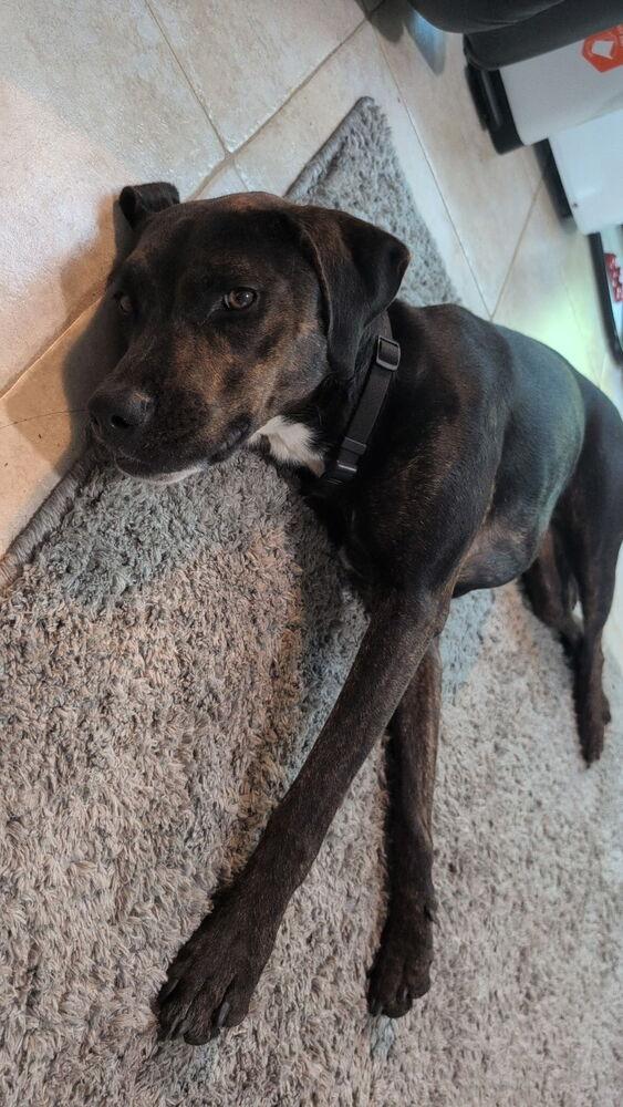 Enlarge Stella, a Adoptable mixed breed in Orlando, FL image 4/4