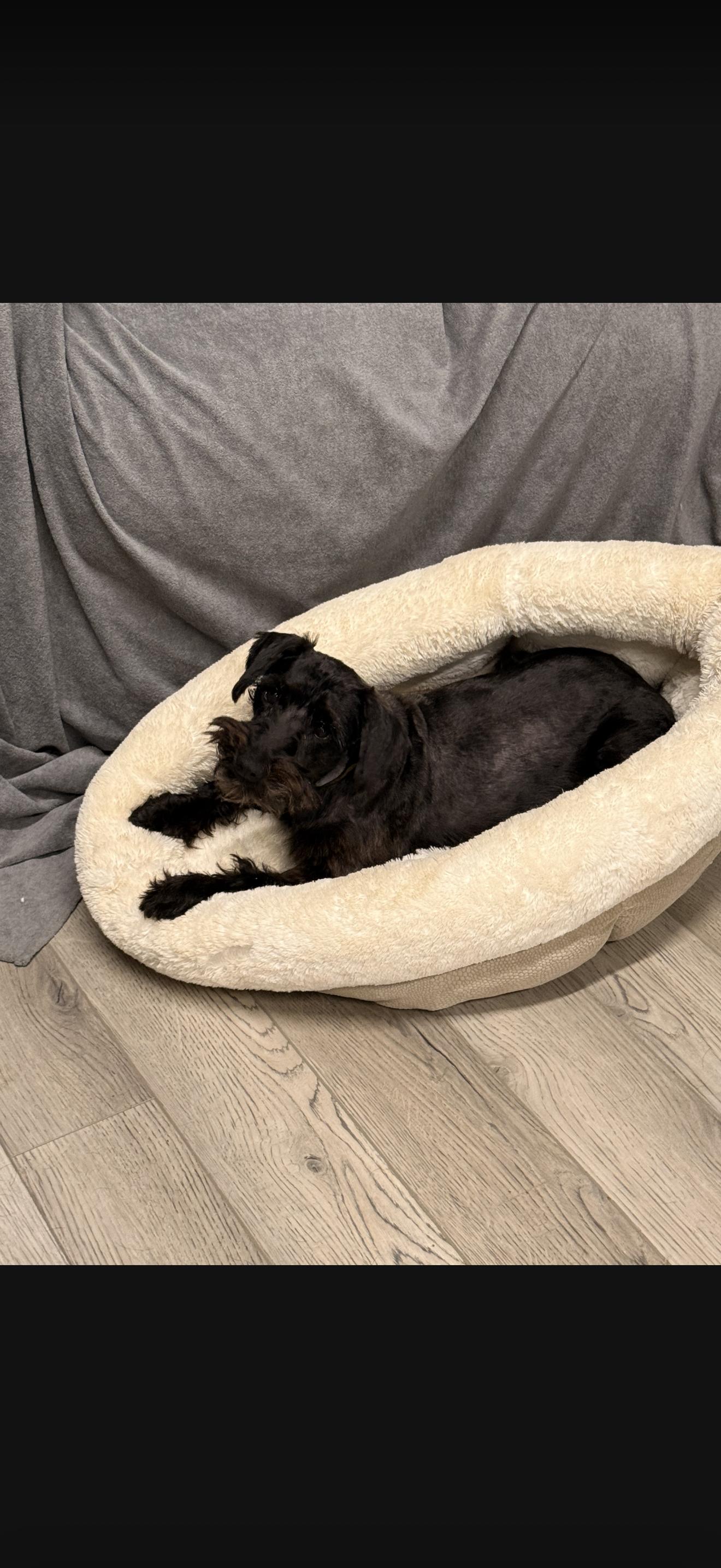 Enlarge Sylvia & Sonya, a Adoptable Miniature Schnauzer in Texarkana, TX image 3/5