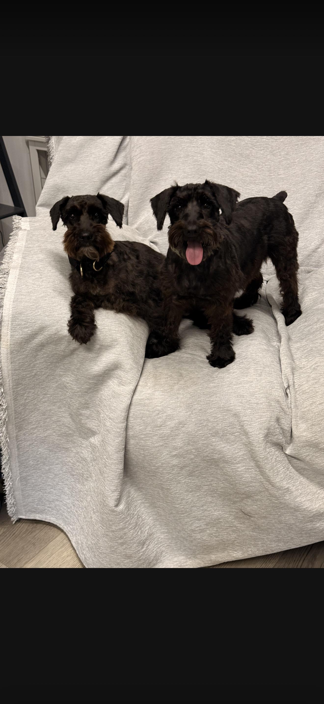 Enlarge Sylvia & Sonya, a Adoptable Miniature Schnauzer in Texarkana, TX image 2/5