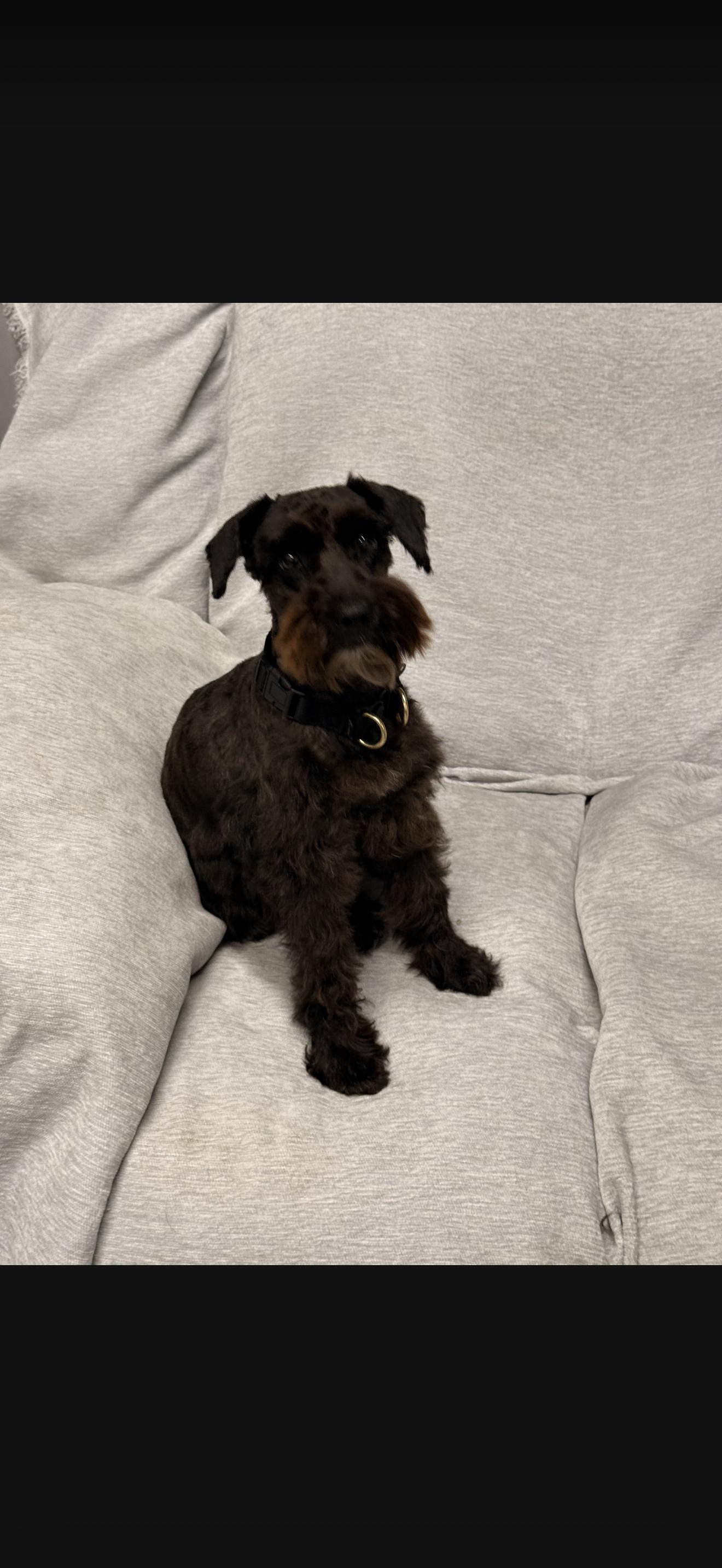 Enlarge Sylvia & Sonya, a Adoptable Miniature Schnauzer in Texarkana, TX image 4/5