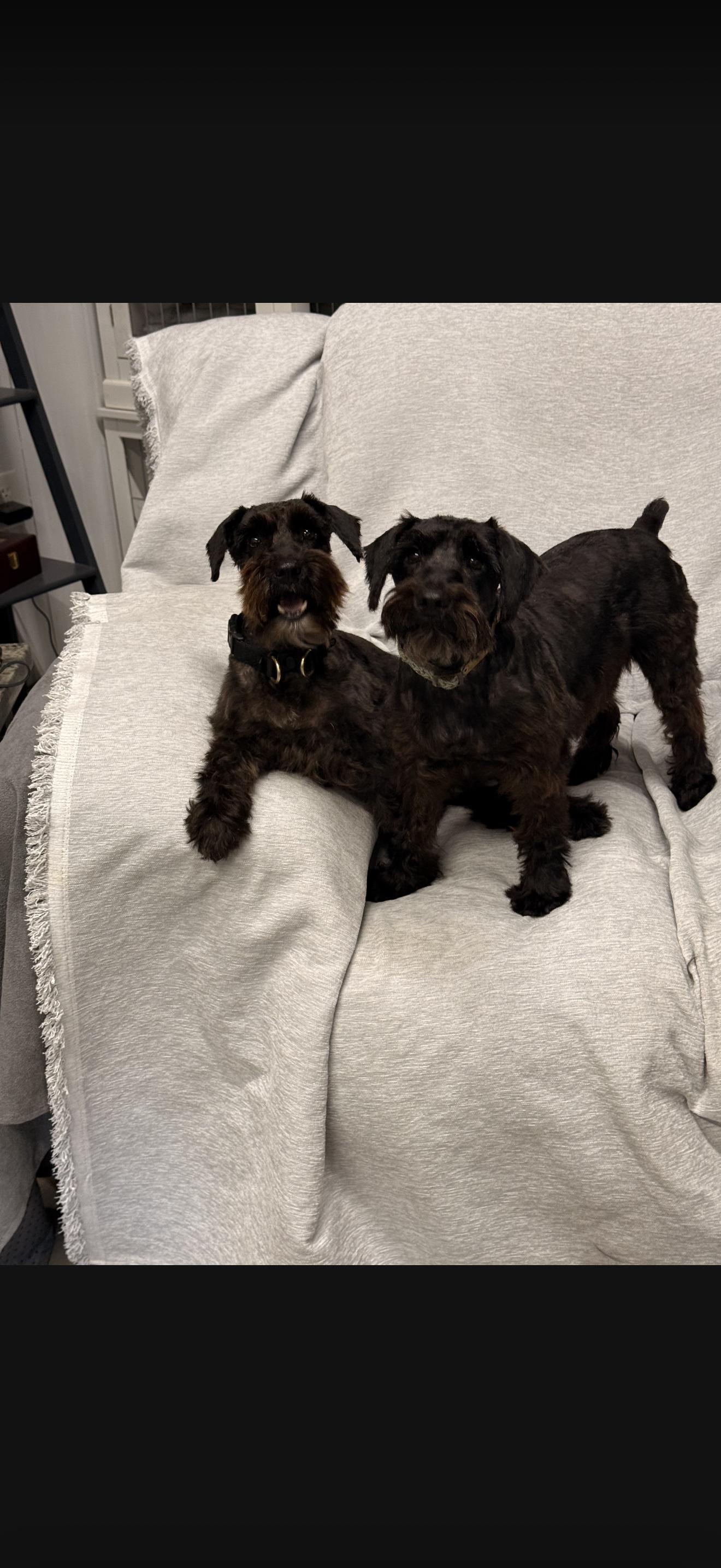 Sylvia & Sonya, Adoptable, Adult Female Miniature Schnauzer.