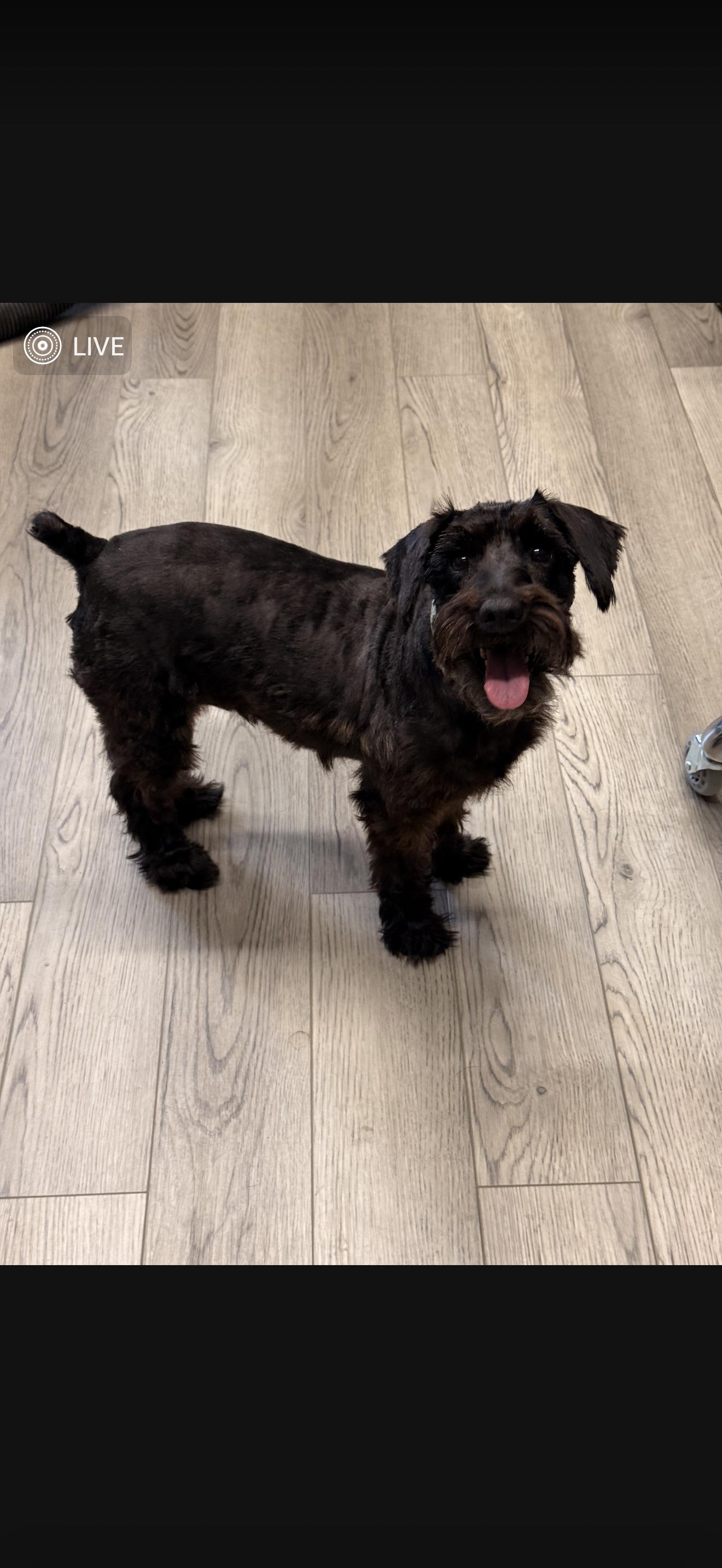 Enlarge Sylvia & Sonya, a Adoptable Miniature Schnauzer in Texarkana, TX image 5/5