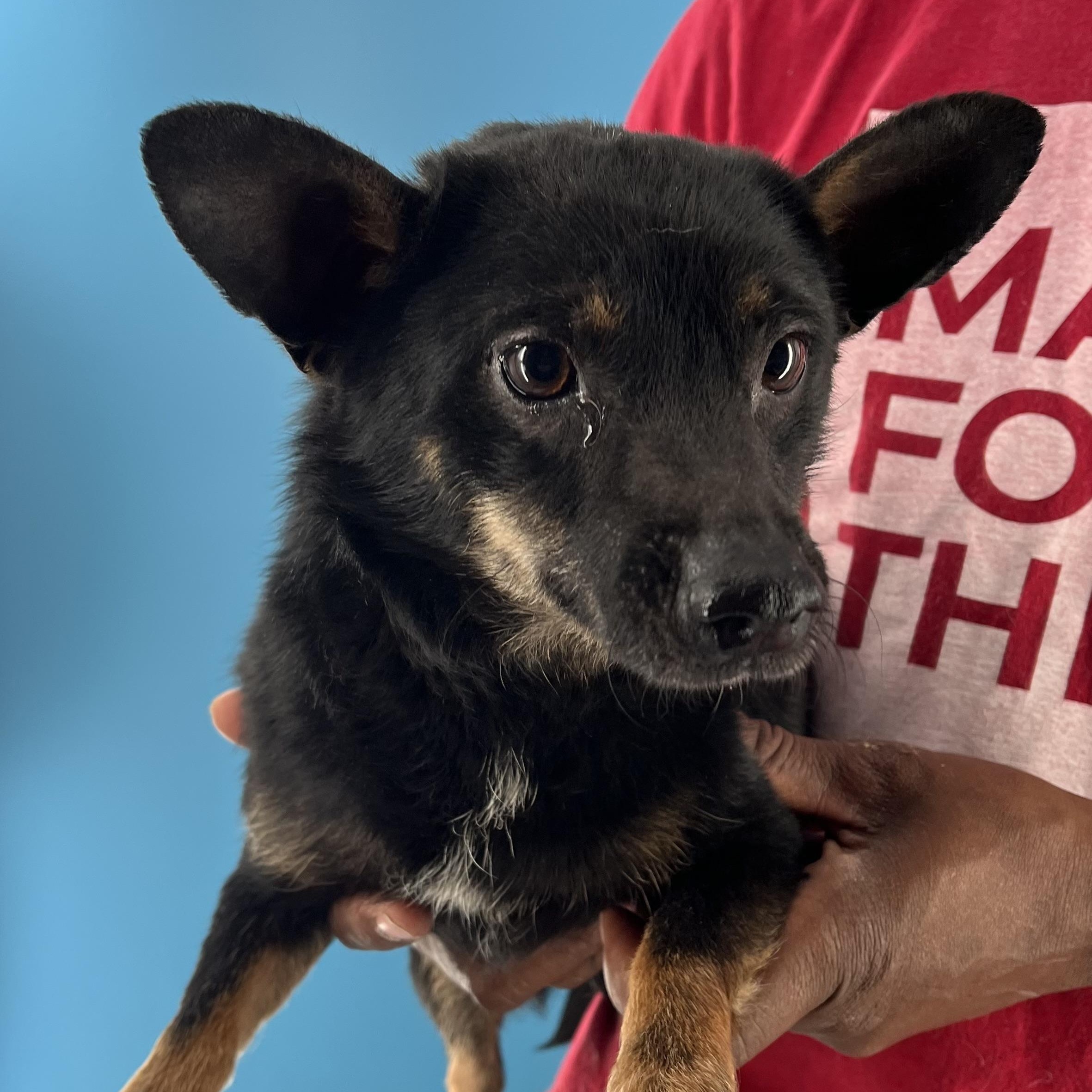 Trixie - Local August 28-30, adoptable, Adult Female Chihuahua.