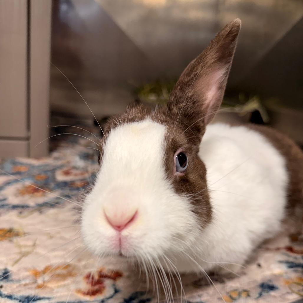 Uno, Adoptable, Adult Female Dutch.
