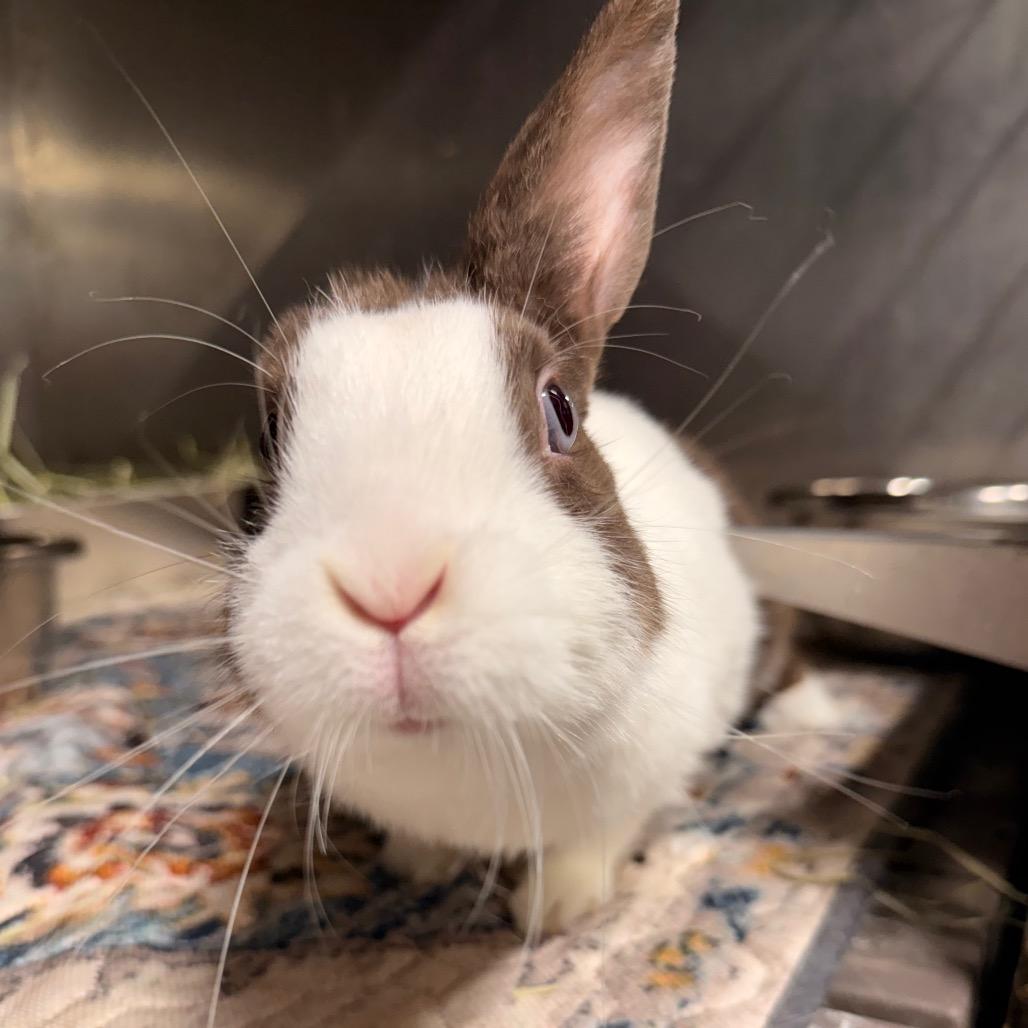 Uno, a Adoptable Dutch in Winston-Salem, NC image 2/2