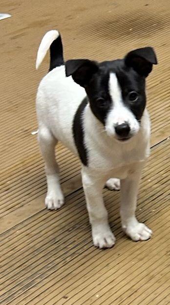 Enlarge TERRI (ohiosdrescue@gmail.com), a ADOPTABLE mixed breed in Rossford, OH image 4/6