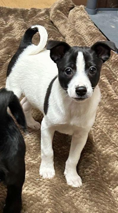 Enlarge TERRI (ohiosdrescue@gmail.com), a ADOPTABLE mixed breed in Rossford, OH image 2/6