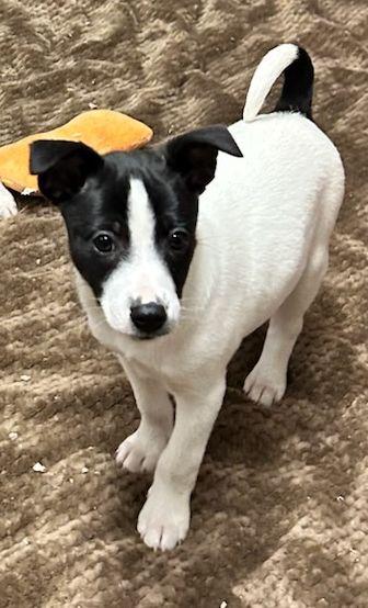 Enlarge TERRI (ohiosdrescue@gmail.com), a ADOPTABLE mixed breed in Rossford, OH image 3/6