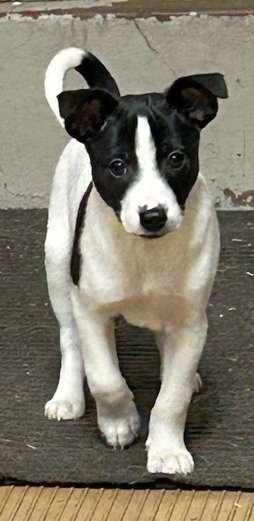 Enlarge TERRI (ohiosdrescue@gmail.com), a ADOPTABLE mixed breed in Rossford, OH image 1/6