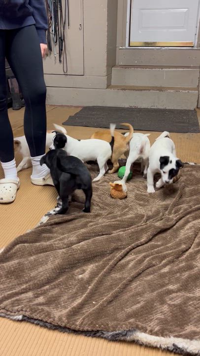 Enlarge TERRI (ohiosdrescue@gmail.com), a ADOPTABLE mixed breed in Rossford, OH video 6/6