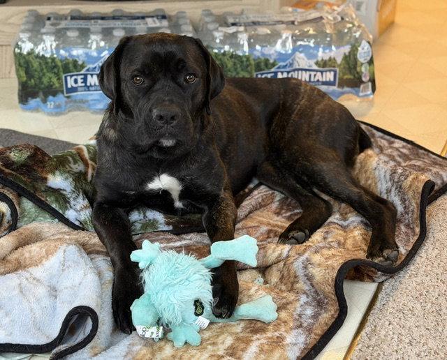 Lexus, Adoptable, Young Female Retriever & Cane Corso.