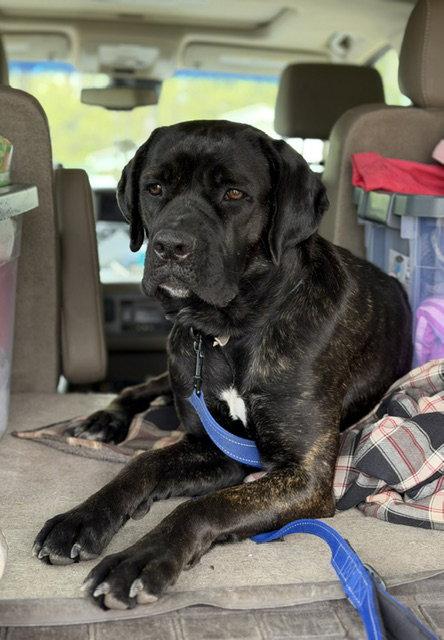 Lexus, a Adoptable mixed breed in Duluth, MN image 3/3