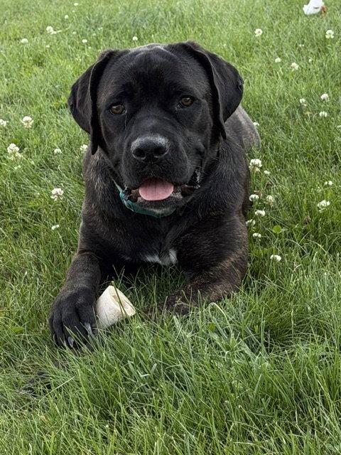 Lexus, a Adoptable mixed breed in Duluth, MN image 3/3