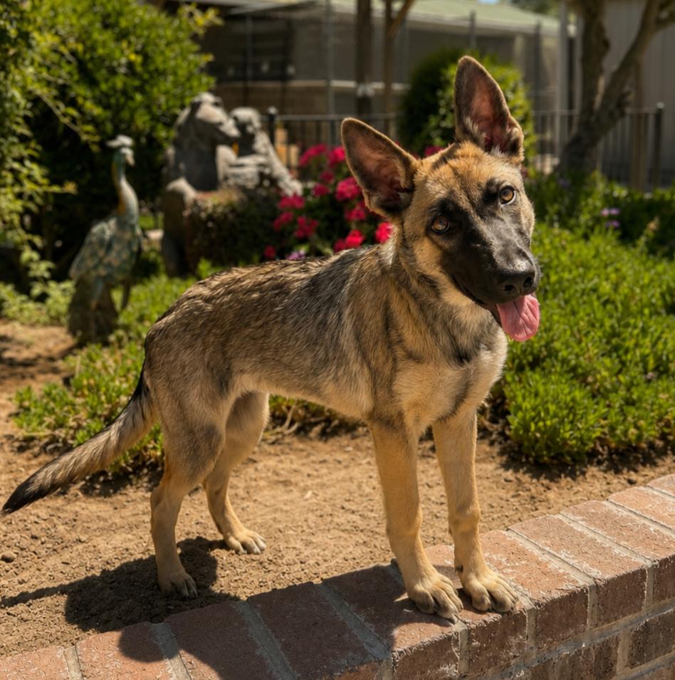 Laynie, Adoptable, Puppy Female Shepherd.