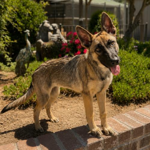 Laynie, a Adoptable Shepherd in Lathrop, CA image 1/3