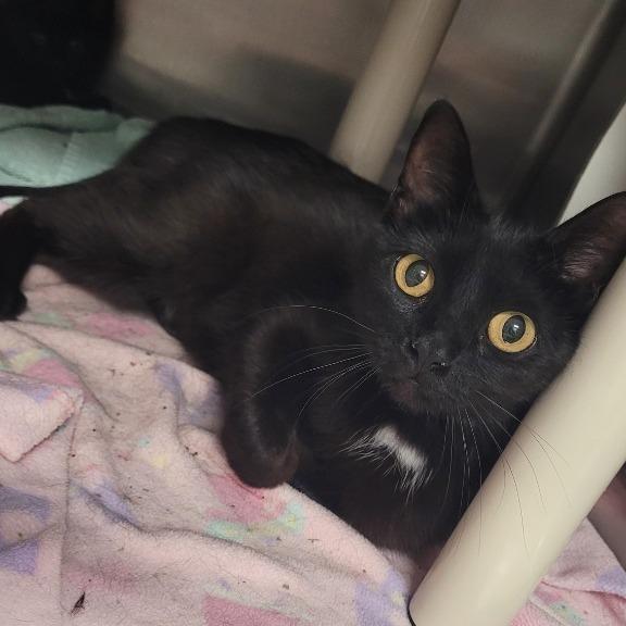 Cher, a Adoptable Domestic Short Hair in Geneseo, IL image 2/2