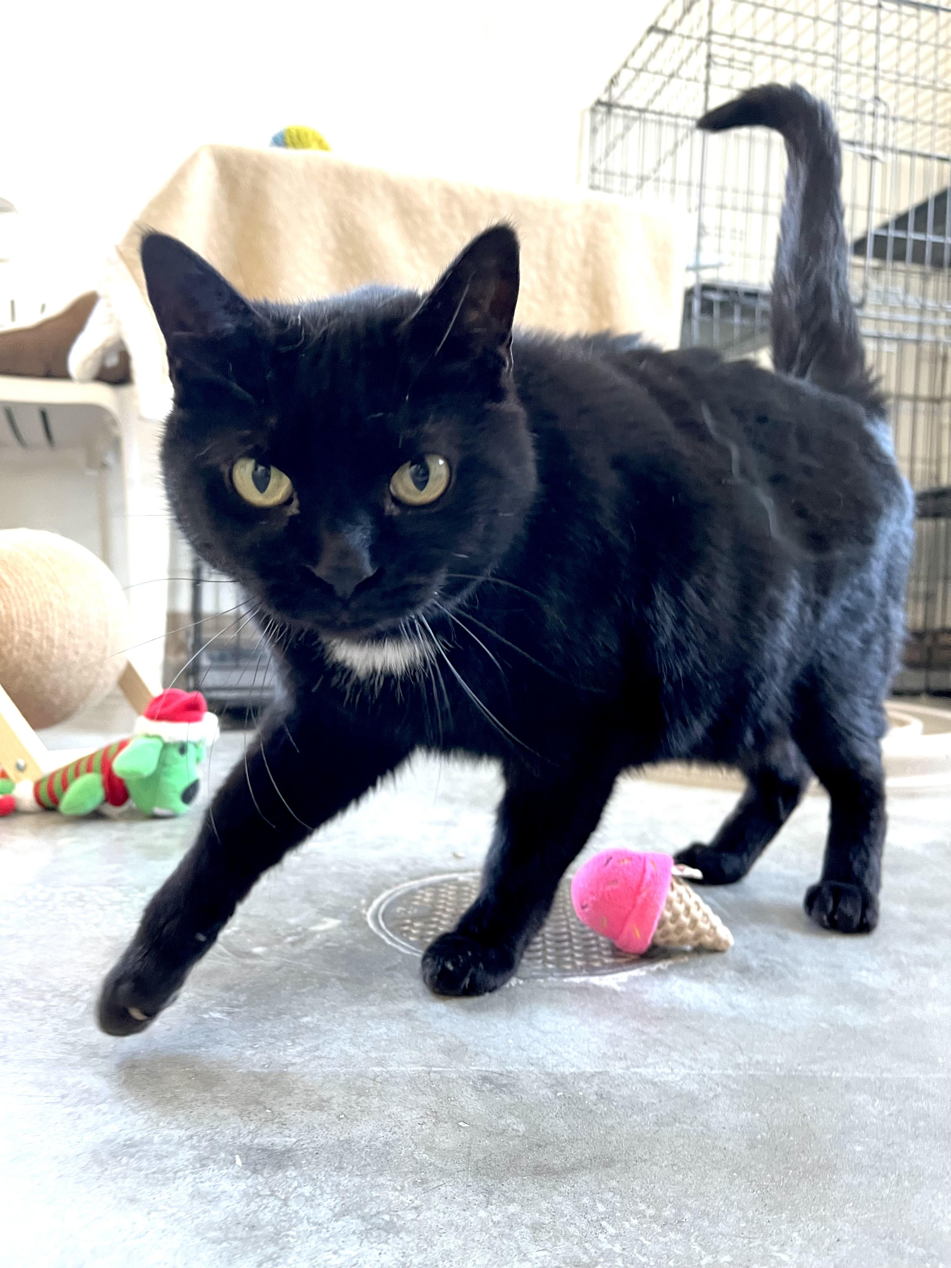 Cher, a Adoptable Domestic Short Hair in Geneseo, IL image 1/2