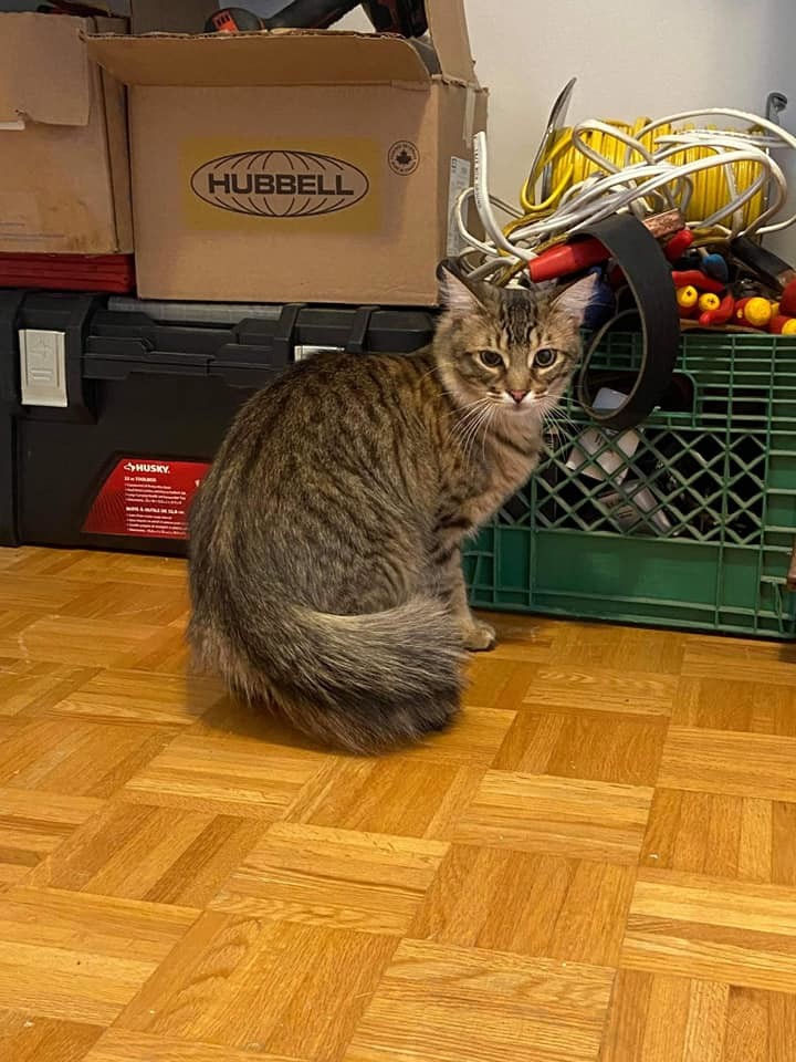 Enlarge Chickadee & Sparrow, a Adoptable American Shorthair in Mississauga, ON image 1/6