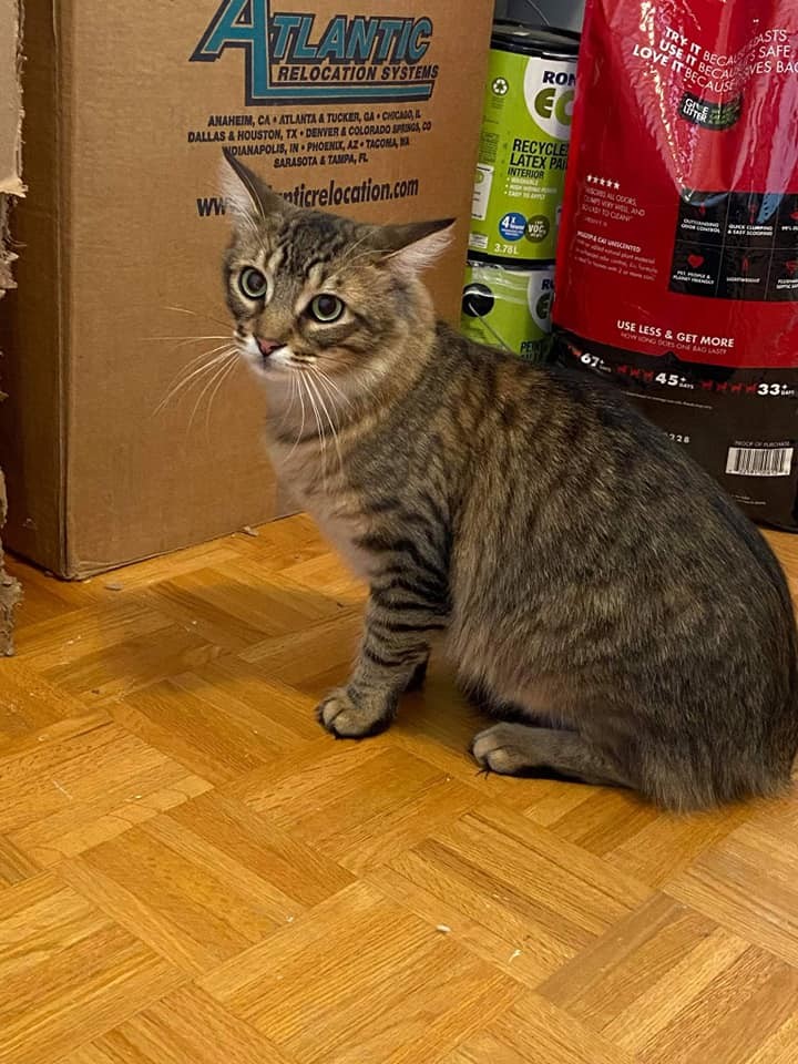 Enlarge Chickadee & Sparrow, a Adoptable American Shorthair in Mississauga, ON image 2/6