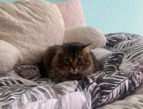 Enlarge Chickadee & Sparrow, a Adoptable American Shorthair in Mississauga, ON image 3/6