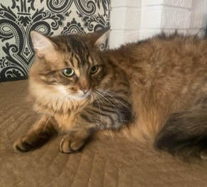 Enlarge Chickadee & Sparrow, a Adoptable American Shorthair in Mississauga, ON image 4/6