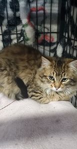 Enlarge Chickadee & Sparrow, a Adoptable American Shorthair in Mississauga, ON image 6/6