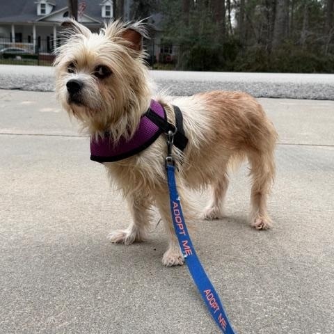 Enlarge Laila, an adopted mixed breed in Spring, TX image 1/2