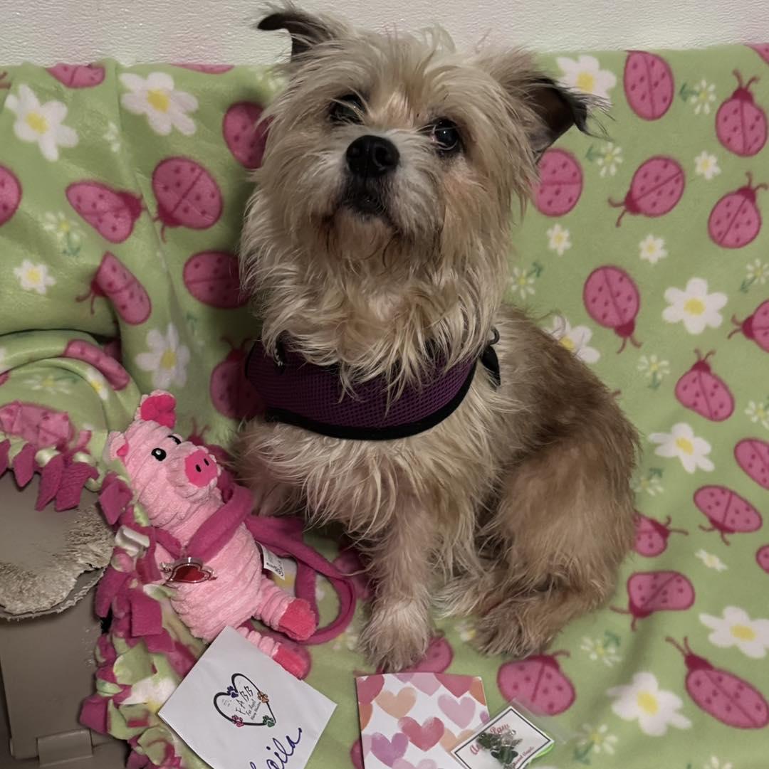 Enlarge Laila, an adopted mixed breed in Spring, TX image 2/2