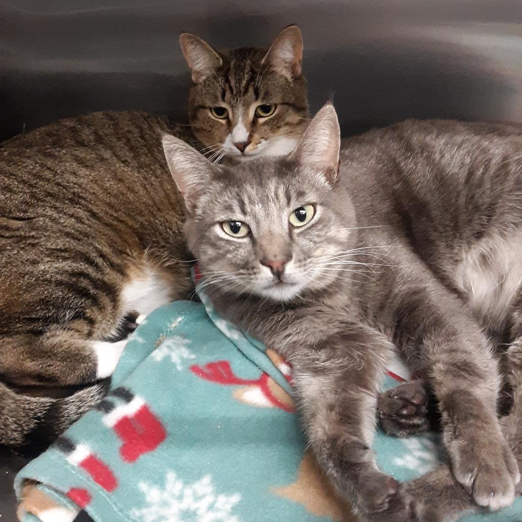 Wall-E, Adoptable, Adult Male Domestic Short Hair.