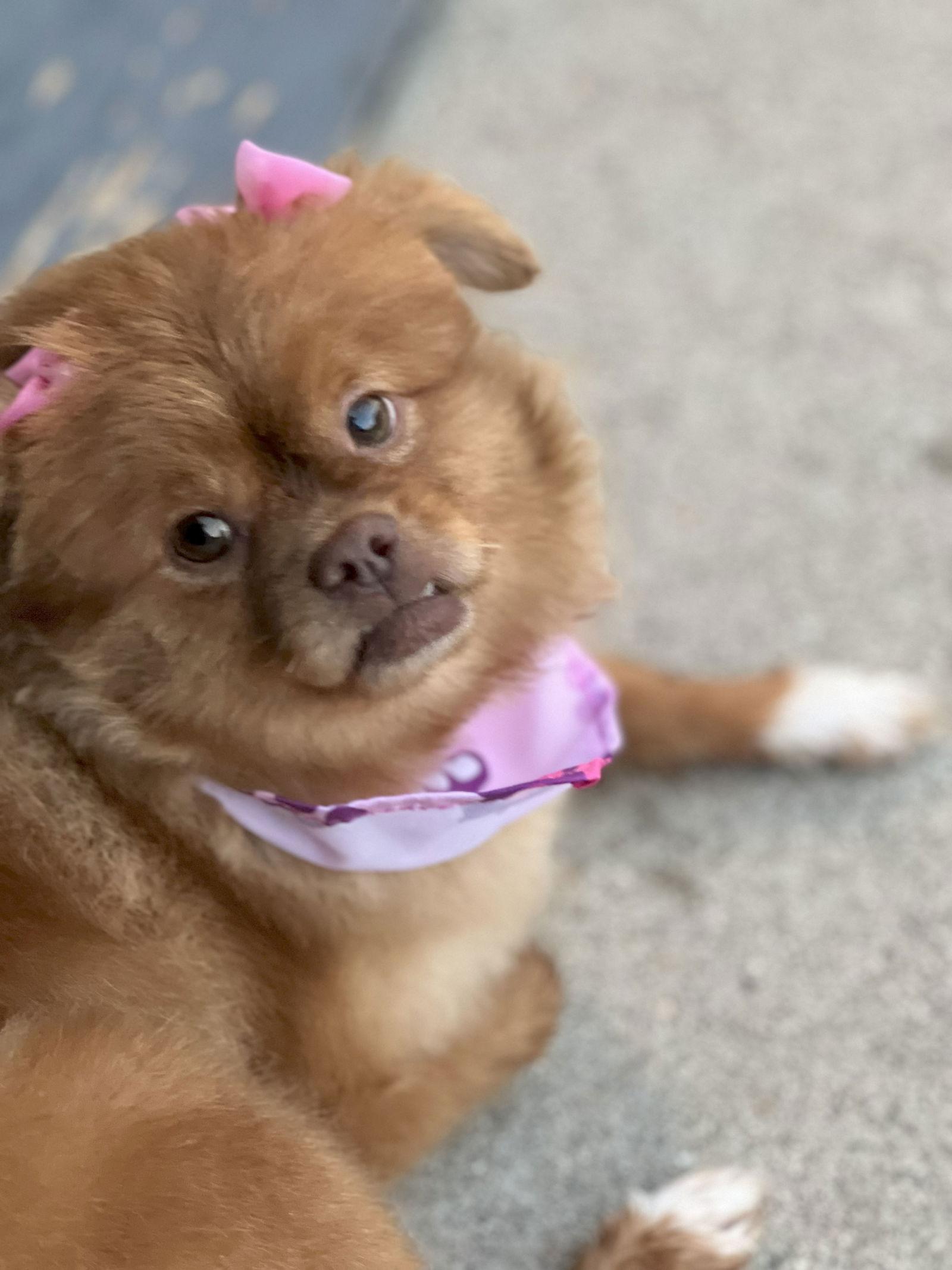 Enlarge Sandie, a Adoptable mixed breed in Santa Ana, CA image 2/3