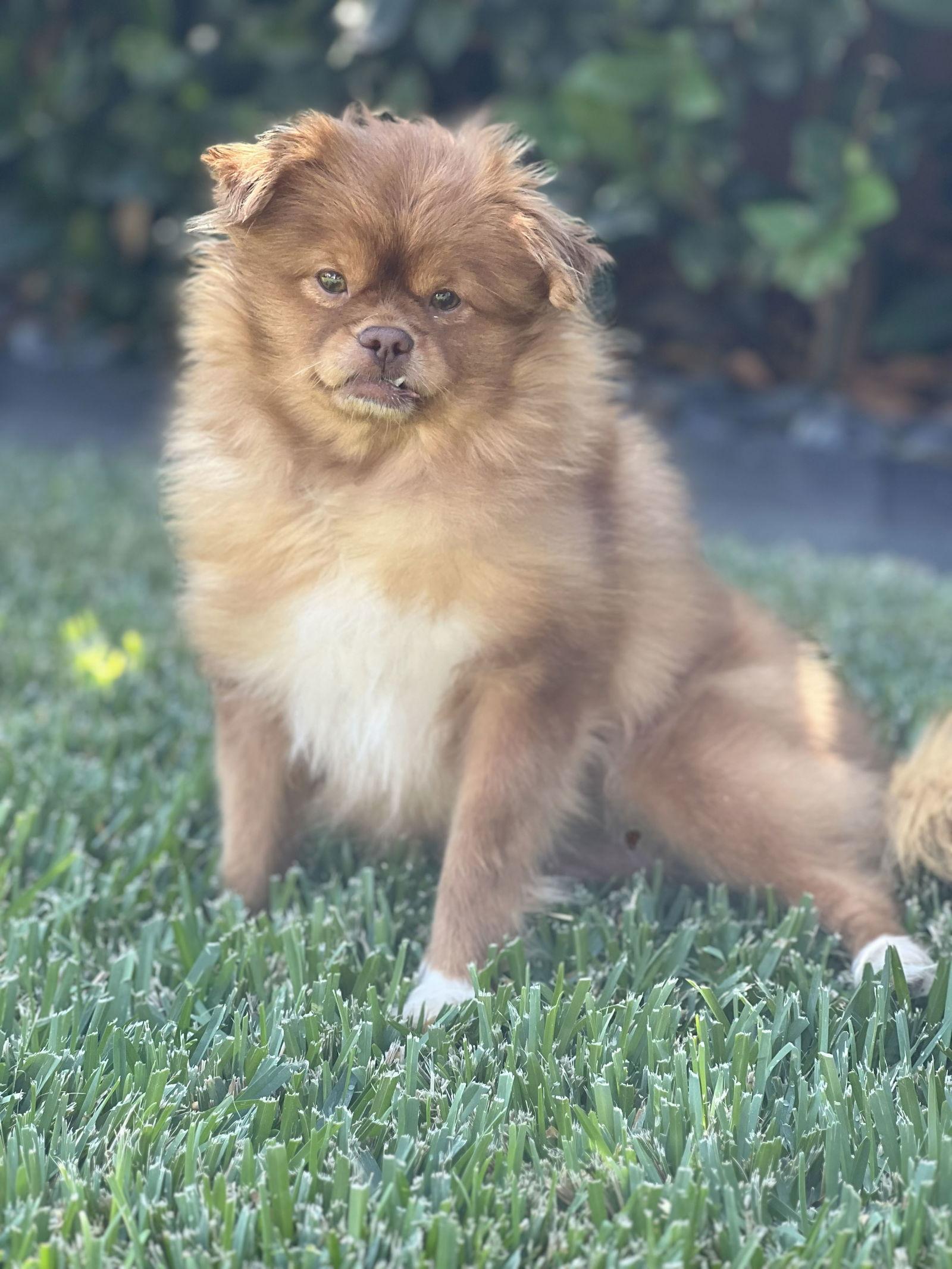 Enlarge Sandie, a Adoptable mixed breed in Santa Ana, CA image 3/3