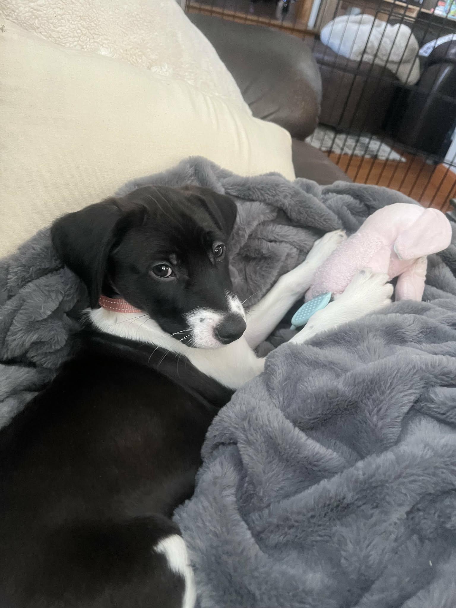 Flower, a Adoptable mixed breed in Chepachet, RI image 4/6