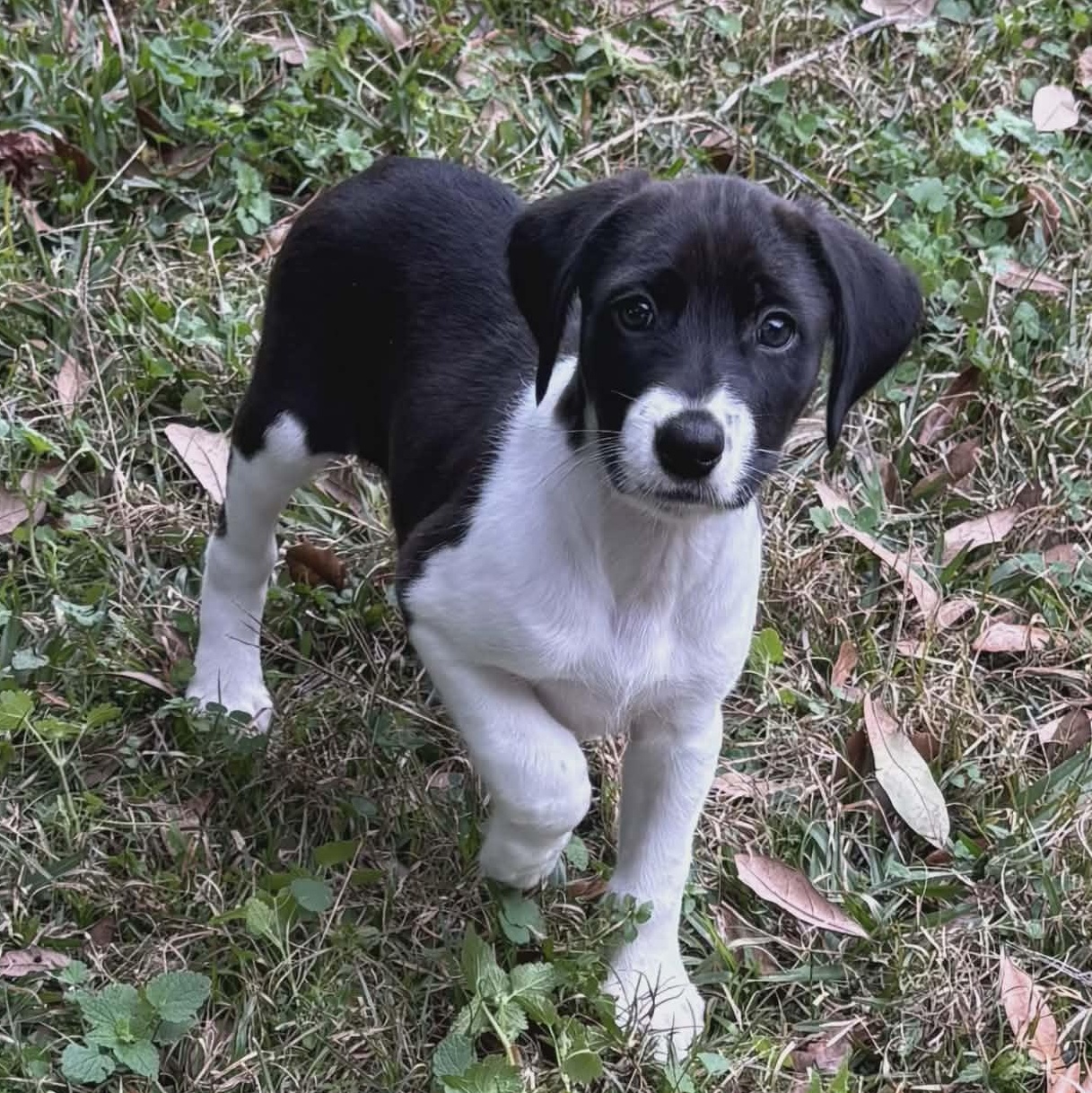 Flower, a Adoptable mixed breed in Chepachet, RI image 2/6
