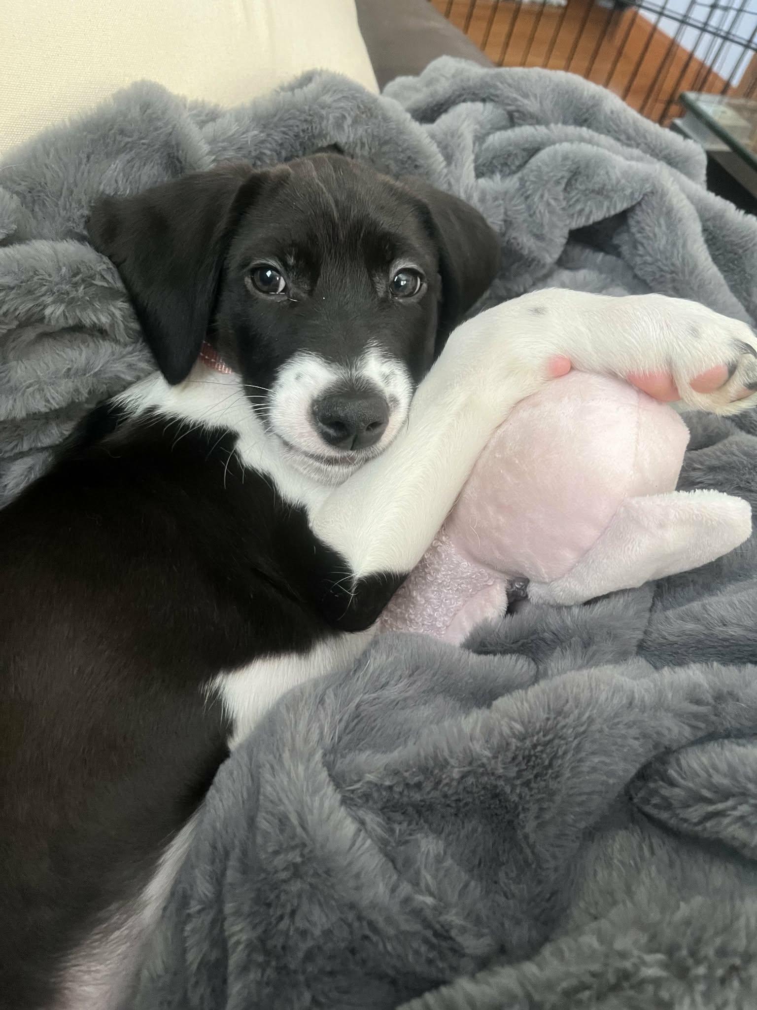 Flower, Adoptable, Puppy Female Collie.