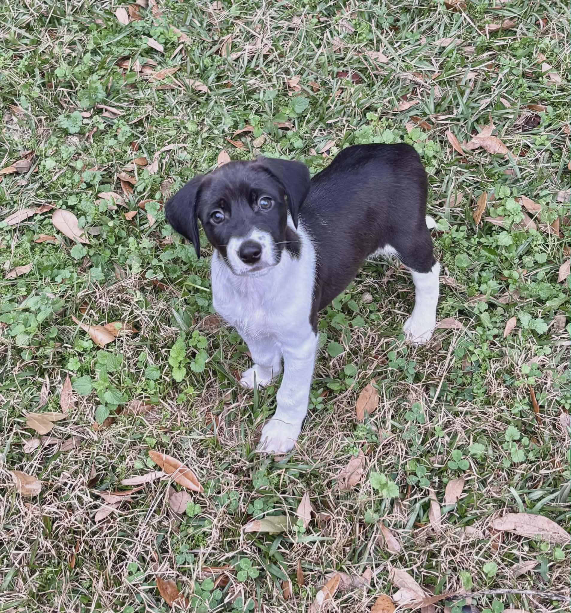 Flower, a Adoptable mixed breed in Chepachet, RI image 3/6