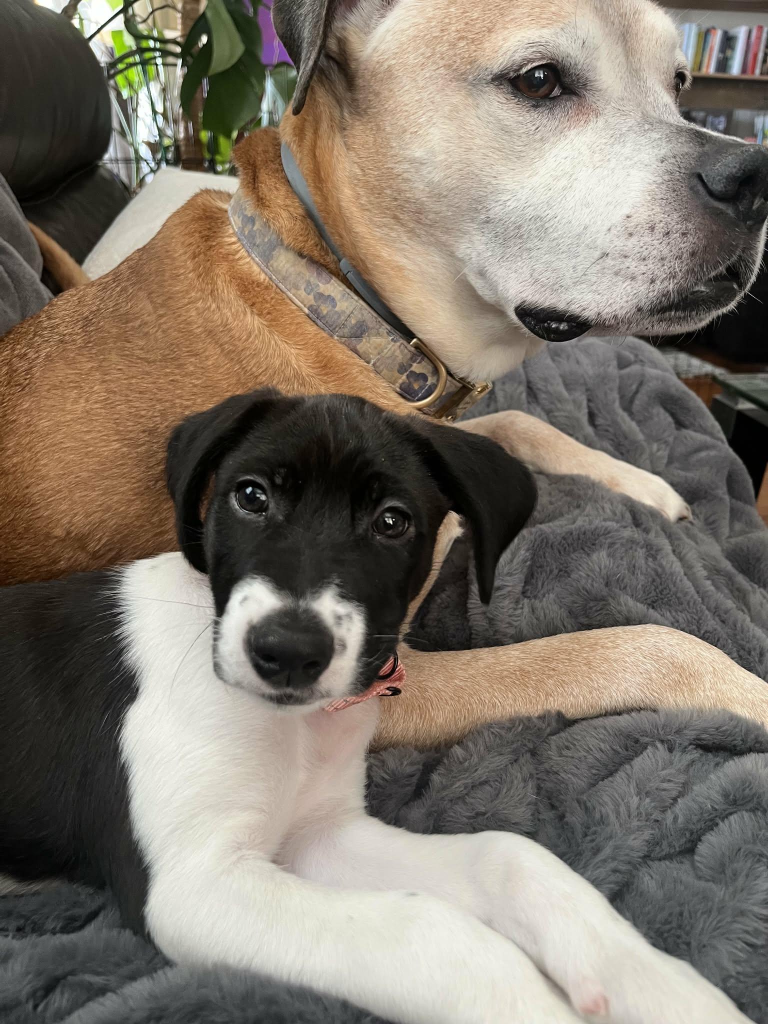 Flower, a Adoptable mixed breed in Chepachet, RI image 6/6