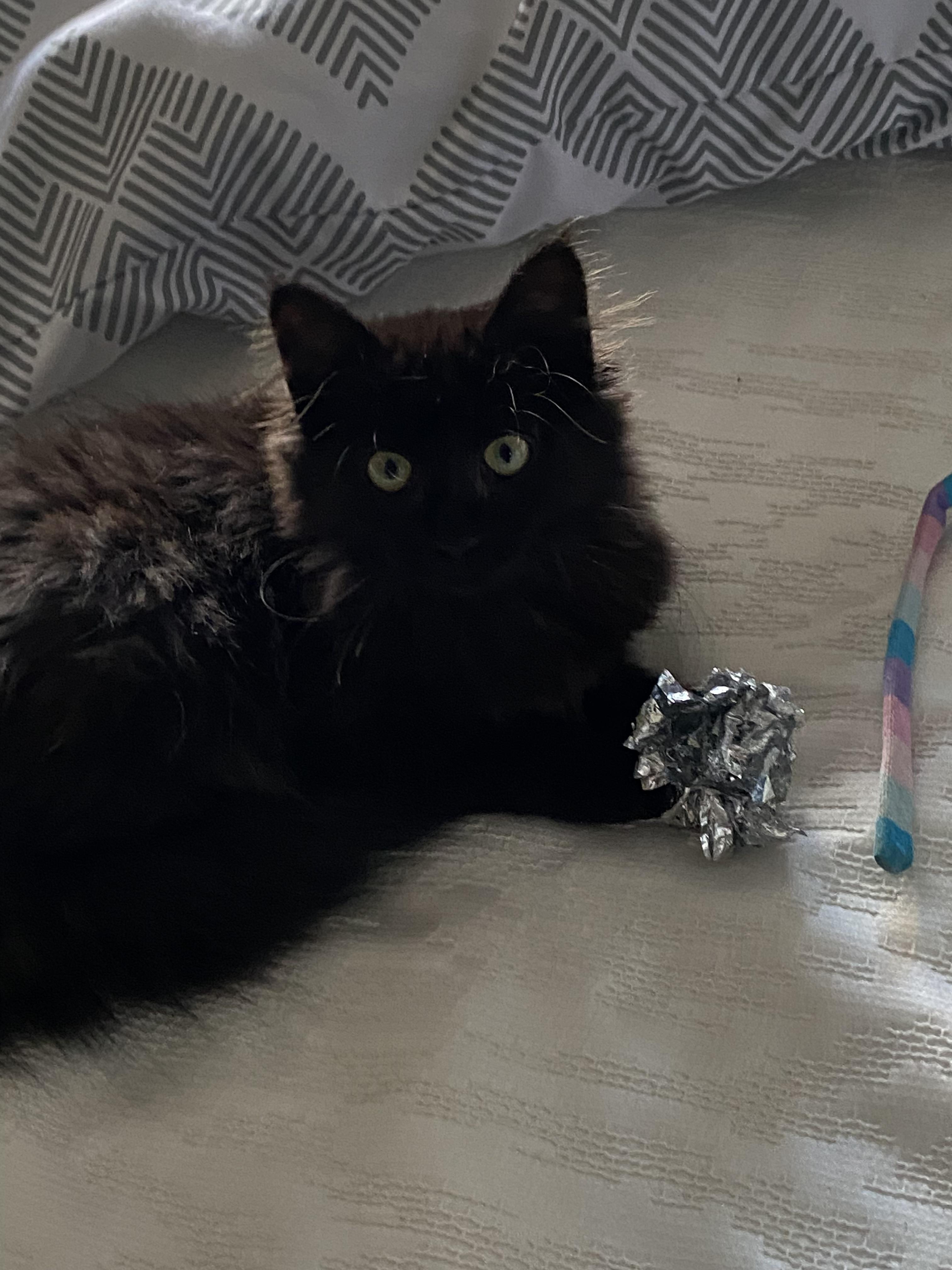 Penny, an adopted Domestic Medium Hair in Salt Spring Island, BC image 2/5