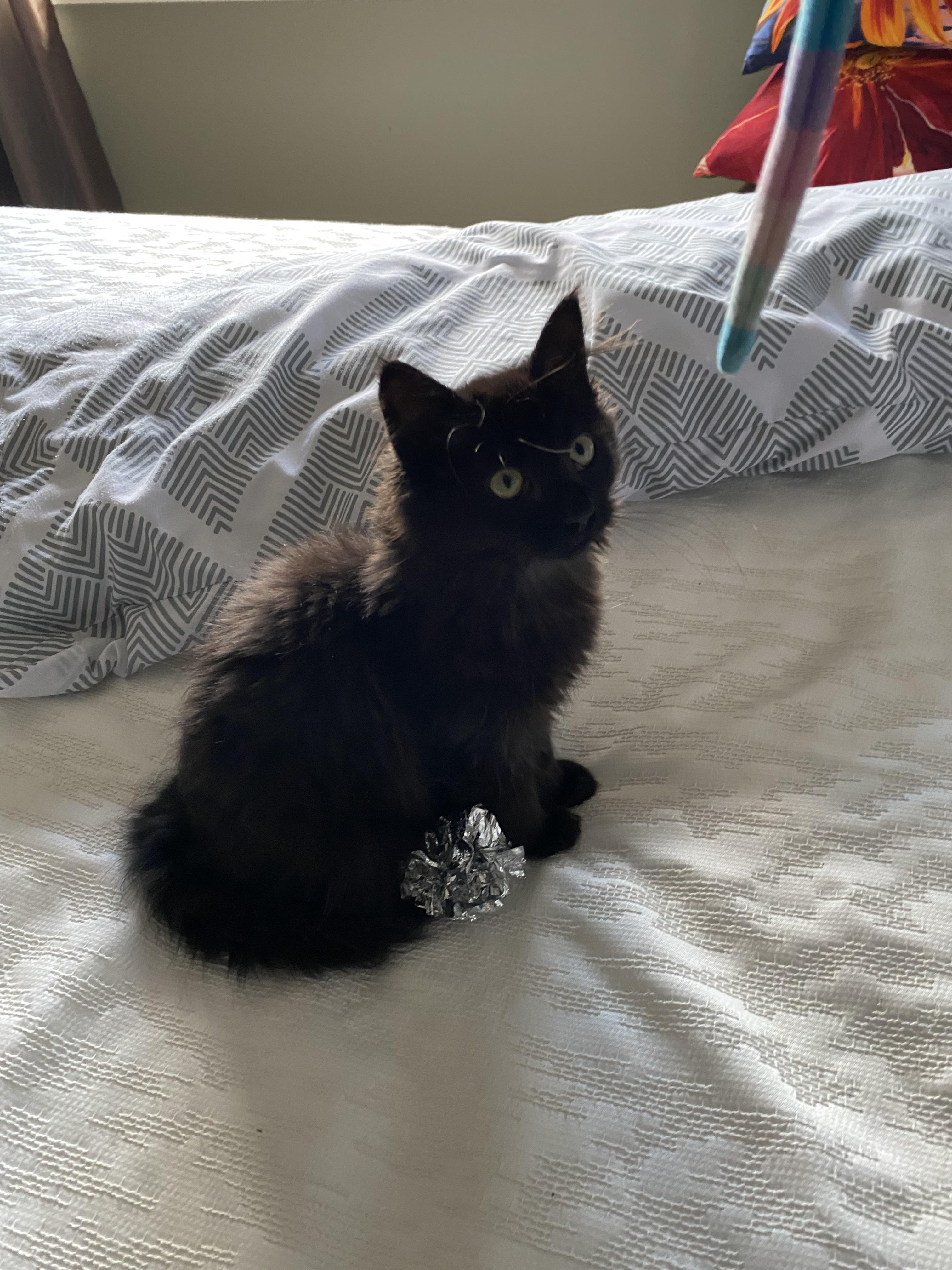 Penny, an adopted Domestic Medium Hair in Salt Spring Island, BC image 3/5